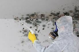 Best Commercial Mold Inspection  in Rock Falls, IL